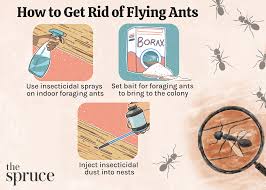 what to do about flying ants in your home