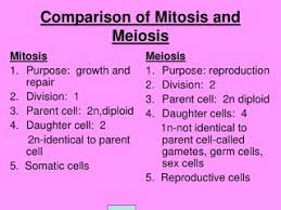 Ppt Comparison Of Mitosis And Meiosis Powerpoint