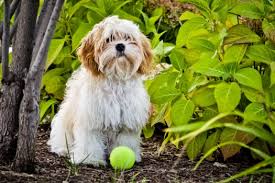 Cavachon The Complete Owners Guide To The Cavachon Breed