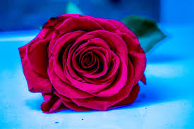 free photo of rosa beautiful