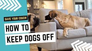 how to keep dogs off couch 5 tips
