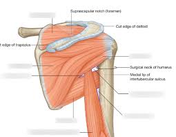 The shoulder is one of the most sophisticated and complicated joints of the human body. Anatomy 6 Posterior Shoulder Diagram Quizlet