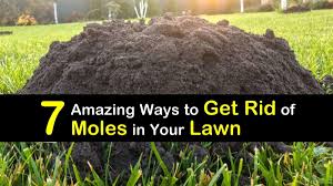 get rid of moles in your lawn