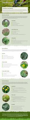 Common lawn & turf weeds. Common Lawn Weeds Infographic