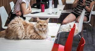 the best cat cafes in taipei the