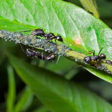 how to get rid of ants in the garden