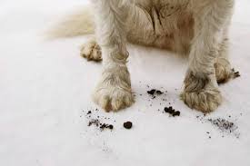 how to clean up dog diarrhea in simple
