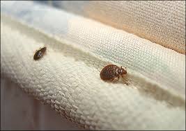 Bugs On Your Mattress In Nyc Areas