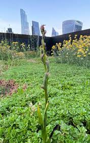 Glass facades and the undulating roof highlight the extravagant appearance of the vandusen visitor. Rare Orchids Found In City Of London Bank S Rooftop Garden Bbc News