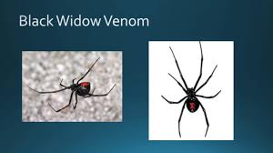 All venoms contain a complex cocktail of proteins and enzymes. Effect Of Black Widow Venom On The Synapse Youtube