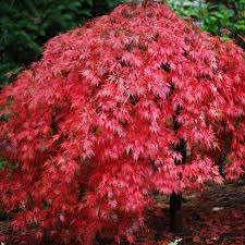 Acer Palmatum Dissectum Ever Red