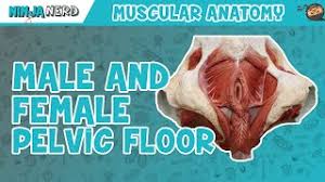 the male pelvic floor physiopedia