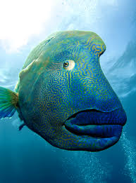 giant napoleon fish with huge lips