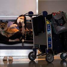Flying With Your Pet? It Just Got a Lot More Difficult. - The New York Times