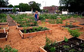Community Garden Greenovate Boston