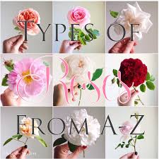 Meanings of flowers with its corresponding flower picture. Types Of Roses