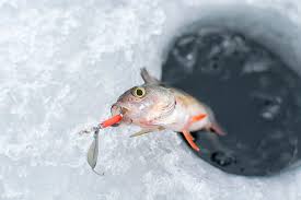 Ice Fishing For Perch A Beginners Guide