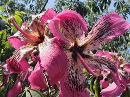 In the spring, trees are often smaller than trees shipped in the fall. Ceiba Speciosa Floss Silk Tree Buddha Plant This Is Deciduous Large Tree It Produces Lovely Funnel Shaped Pink Flowers During Late Summer And Early Autumn Flowers Completely Cover The Canopy Followed By Woody