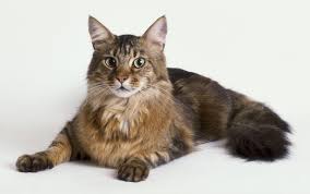 Look at pictures of maine coon kittens who need a home. Information