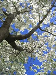 Maybe you would like to learn more about one of these? Pin By Brain Balance Of Raleigh Wake On North Carolina Dogwood Trees Dogwood Tree