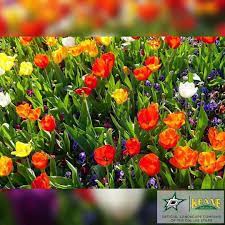 Learn how to cope with their spent flowers and fading foliage. Spring Flower Bulbs To Plant In Texas Best Flowers To Plant In Texas