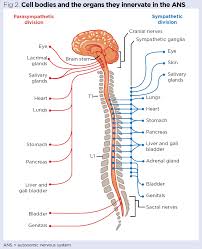 autonomic nervous system anatomy