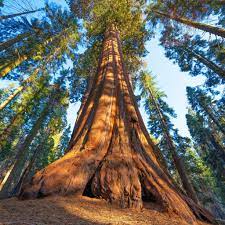 Planting 1 million trees in brazil to help create south america's largest. How To Visit 2 200 Year Old General Sherman The World S Largest Tree In 2021 Giant Sequoia Trees Sherman Tree National Parks