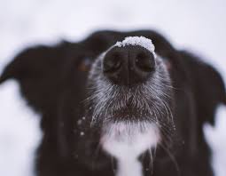 7 reasons your dog s nose is running