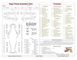 10 Best Images Of Veterinary Dental Chart Template