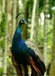 Bird Kingdom - مور یا طاوس۔۔۔peacock ،ایک خوبصورت... | Facebook