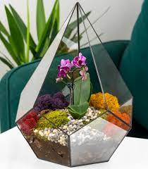 Купить флорариум с орхидеей в Москве, СПб  Geo Glass