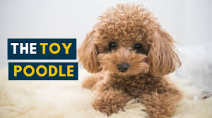 the toy poodle your guide to this cute