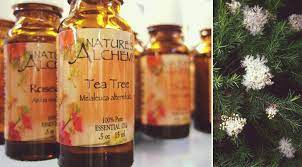 tea tree oil for lice prevention vs