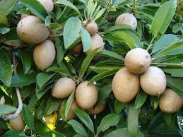 Here are our 14 amazing sapota fruit benefits (chikoo/sapodilla) + sapota nutrition facts, how to eat this evergreen tree is native to central america and mexico but is also widely cultivated in india. Sapodilla Aka Shamus O Leary S Tropical Fruit Trees Facebook
