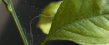 Maybe you would like to learn more about one of these? How To Get Rid Of Spider Mites