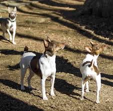 welcome coldwater rat terriers of nc