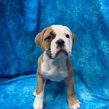 Furrybabies has victorian bulldog puppies for sale! Victorian Bulldog Puppies Petland Pensacola