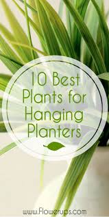 Best Plants For Hanging Wall Planters