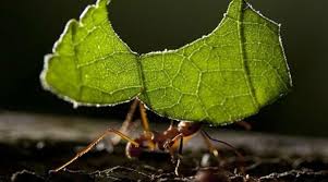how to get rid of ants naturally ant