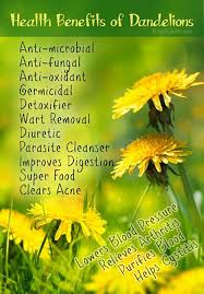 dandelions and their health benefits