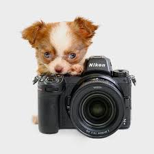 adorable nikon puppy wallpapers