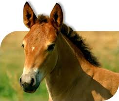 Résultat de recherche d'images pour "chevaux images"