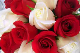 red roses meaning symbolism history