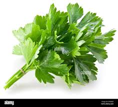 Coriander Leaves High Resolution Stock Photography and Images - Alamy