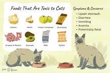 Image result for can cat eat table scraps