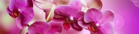 Photo Wall Mural Orchid Mural Orchid