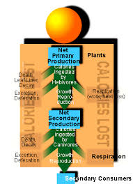 The Flow Of Energy Higher Trophic Levels