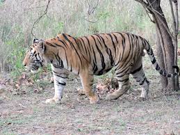 Bengal Tiger Wikipedia