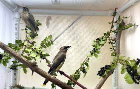 Cedar Waxwings Recuperate Together