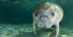 manatees what is a sea cow natural